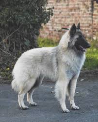 Couleurs Du Tervueren Shepherds Of Paradise Den er en god brukshund. couleurs du tervueren shepherds of