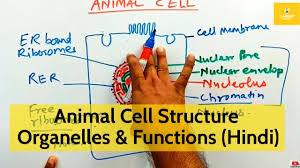 We did not find results for: Animal Cell Structure Organelles Functions In Hindi Youtube