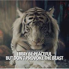 I Maybe Peaceful Tiger Quotes Tiger Canvas Tiger Canvas Art