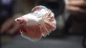 Nemo copper gold new collection ✌️. Gorgeous Dragon Rosegold Over Rosetail Halfmoon Hm Betta Youtube