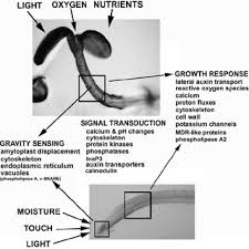 Just look for the 'free cancellation' message during your hotel search. Pdf Blancaflor E B Masson P H Plant Gravitropism Unravelling The Ups And Downs Of A Complex Process Plant Physiol 133 1677 1690