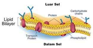 Sel hewan umumnya terdiri atas dan yang dibatasi oleh. Sel Hewan Komponen Fungsi Struktur Perbedaan Bentuk