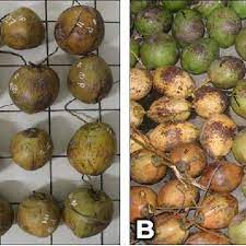 Nah, buah ini biasanya tumbuh di negera dengan. Gambar 1 Perbandingan Keragaman Warna Buah Kelapa Kopyor A Kelapa Download Scientific Diagram