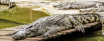 Dubai safari park is the new home for more than 2500 animals from all over the world that were previously at jumeirah zoo. Dubai Safari Park Opening Date Tickets Price Timings Reopens