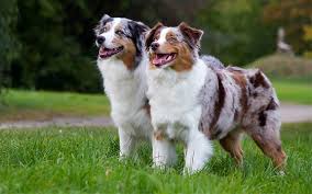 Australian Shepherd Trupanion Dog Breed Guide