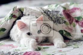 Katze im bett stockfotos & katze im bett bilder alamy. Katze Schlaft Und Traumt Im Bett Fototapete Fototapeten Traumen Bettwasche Faul Myloview De