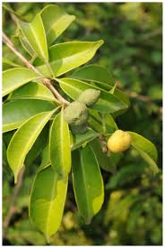 Image result for Tricalysia sp. E