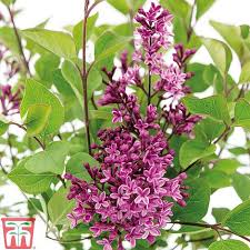 Syringa 'dark purple' is low maintenance, only requiring occasional pruning if you wish to maintain its neat, bushy shape. Lilac Bloomerang Dark Purple Plants Thompson Morgan