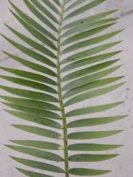 Image result for Encephalartos