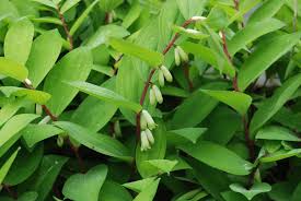 Image result for Ophrypetalum odoratum