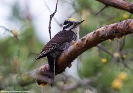 Image result for Tridactyle