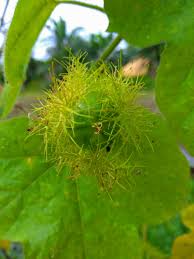 Ulat bulu merupakan salah satu jenis hama tanaman hias yang paling sering ditemui cara mengatasi ulat bulu. Buah Ulat Bulu Rambutan Hutan Steemkr