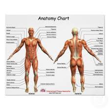 This chart is easily accessible and can be incorporated into any of your personal uses. Human Physiology Human Anatomy Charts Manufacturer From Pune