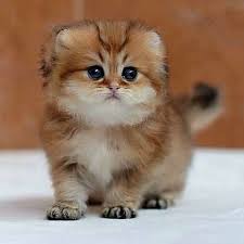Kitten I Have Something To Show You Ages Back You Said You Missed Something I Used To Do Every Sevimli Kedi Yavrulari Guzel Kediler Sevimli Hayvan Yavrulari
