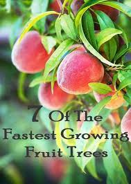 Plant your melons after the danger of frost has passed for the season. 7 Of The Fastest Growing Fruit Trees Fast Growing Fruit Trees Growing Fruit Trees Fruit Garden