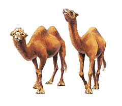 3 фразы в 2 тематиках. Luke 18v25 Camel Or Hippo John 20 21