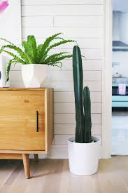 This large indoor plant has broad fronds grow outwards not dissimilarly to a sideshow bob hairstyle. Five Easy To Care For Houseplants A Beautiful Mess