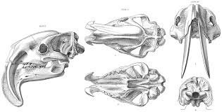 Thylacosmiliformes