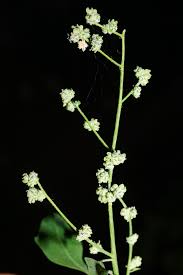 Image result for Chenopodium opulifolium