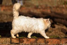 Red flags include kittens always being available, multiple litters. Can I Take My Persian Cat For A Walk