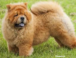 Image result for chow chow