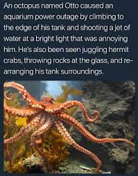 Octopussy Octopus Octopus Facts Animal Facts