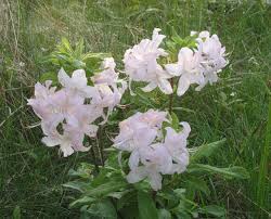 Rhododendron White Lights White Lights Rhododendron White Lights Azalea 3x3 Or A Bit More Fragrant Blush White Flowering Shrubs Rhododendron Azaleas