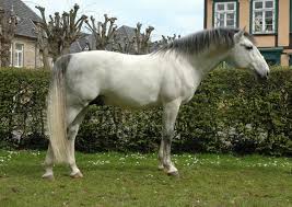 lipizzan stallion maestoso amata andalusier reitschule reiten