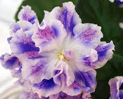 Playful Spectrum African Violet African Violets Saintpaulia Unique Flowers