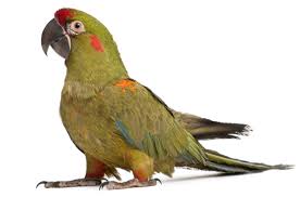 Red Fronted Macaw Goruntuler Ile Kus