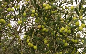 Zeytin ağacı akdeniz ikliminin hâkim olduğu yerlerde yetişir. Turkiye De Zeytin Cesitleri Nelerdir