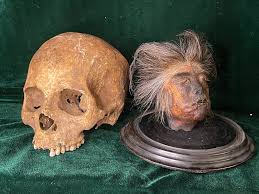 Image result for shrunken heads