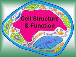 Animal and plant cells structure add to my workbooks (133). Gk Quiz On Cell Its Structure And Functions