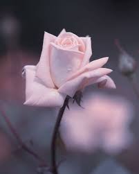 Best ever flower pics for your whatsapp profile dp. Pin By Sandy Carmona On Pinkcore Flowers Dp Amazing Flowers Wonderful Flowers