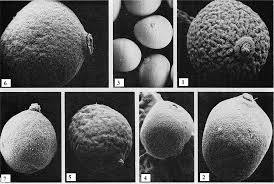 Image result for Heteranthoecia