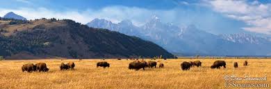 Where the Buffalo Roam – US Scenics