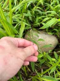 Image result for Vahlia dichotoma