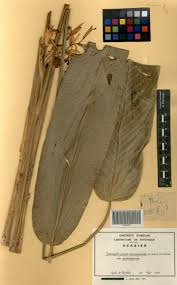 Image result for Sarcophrynium prionogonium