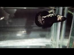 Ternak ikan cupang dari pengalaman pembudidaya amati dan pantau terus perkembanganya ini dari berbagai jenis ikan setelah ini sobat mencapai batas aman cara merawat burayak ikan cupang ini. Bahan Indukan Cupang Black Samurai Youtube In 2020 Cupang Samurai Betta Fish