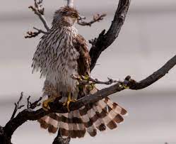 A beautiful young accipiter hawk trying to dry wet feathers! Cooper S Hawk Tail Spread Feederwatch
