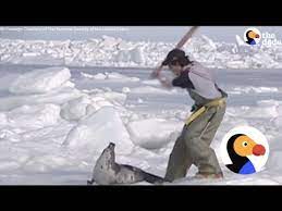 Vicious Seal Hunt Killing Thousands Of Baby Seals Graphic The Dodo Youtube