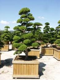 Gartencenter Mawiplant In Geldern Und Sonsbeck Und Gartencenter Venlo Nl Bonsai Gartencenter Bonsai Garten