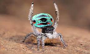 Dance Of The Peacock Spider Spider Incredible Creatures Spiders And Snakes