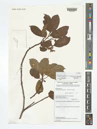 Image result for Maesobotrya