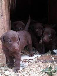 Silver labrador puppies for sale nc. Chocolate Lab Pups Pets And Animals For Sale North Carolina