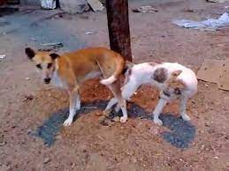 كلاب مضحكة animals funny animals dogs