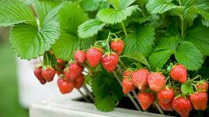 See more ideas about strawberry pots, strawberry planters, container gardening. How To Grow Strawberry Plants In Pots