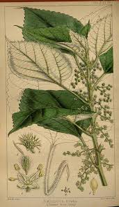 Image result for Boehmeria nivea