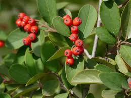 Image result for Cotoneaster pannosus