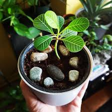 Maybe you would like to learn more about one of these? Euphorbia Leuconeura Madagascar Jewel X1f331 Indoor House Plants